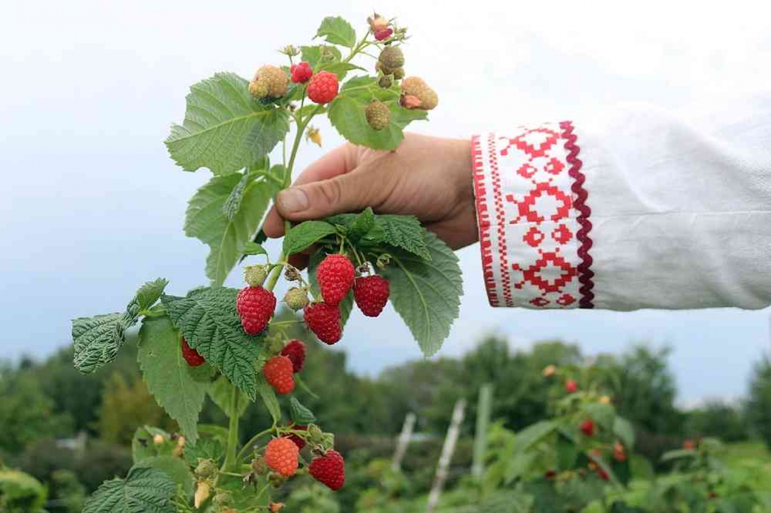 Фермерское хозяйство «Барановское»